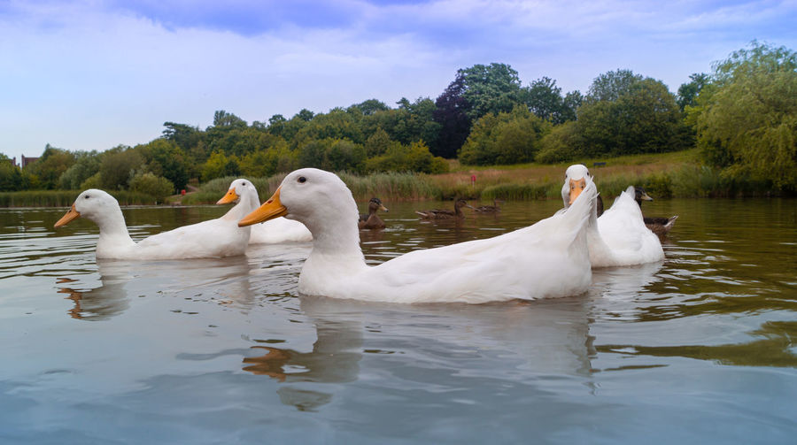 Swans and ducks swimming in lake