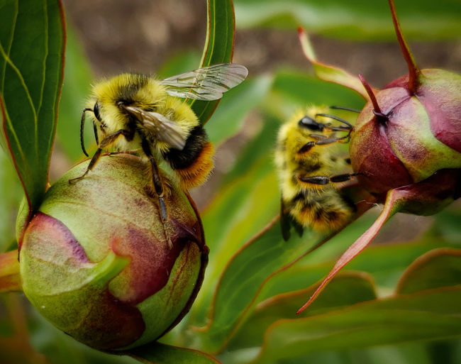Close-up of bee pollinating on plant