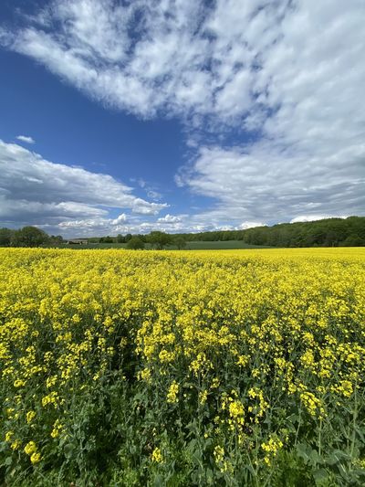 Scenic view of oilseed rape field against sky