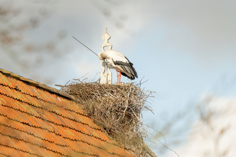Low angle view of bird nest on roof against sky