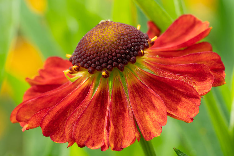 Close-up of helens flower, helenium