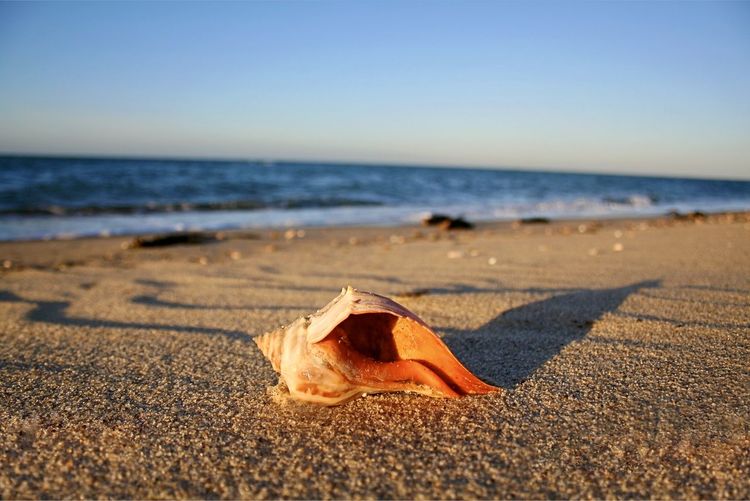 Orange whelk shell on beach at golden hour on nantucket