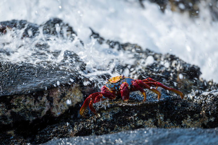 Sally lightfoot crab hit by ocean spray
