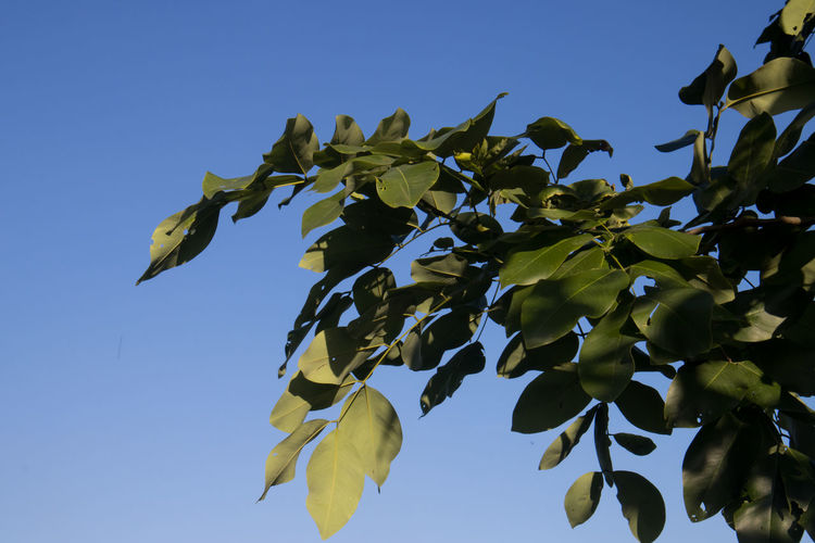 Low angle view of leaves against clear blue sky