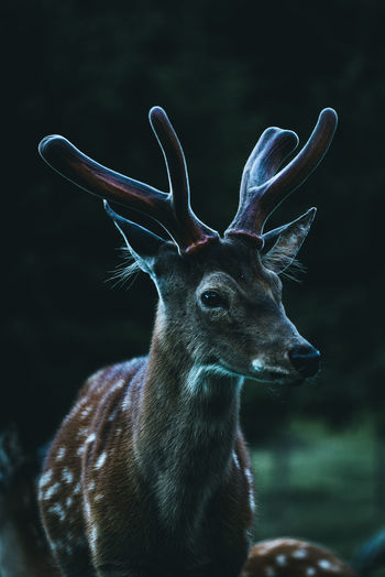 Close-up of deer in a forest