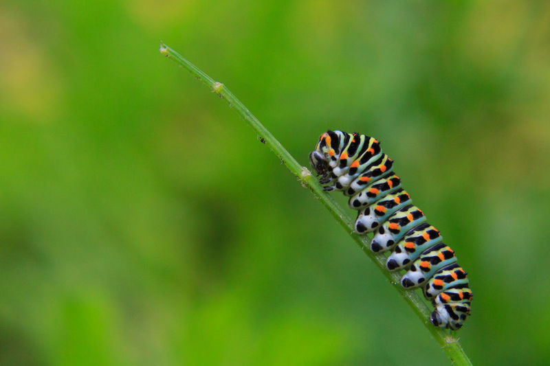 Caterpillar on branch