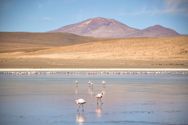 Flamingos walking through shallow lake on bolivian altiplano