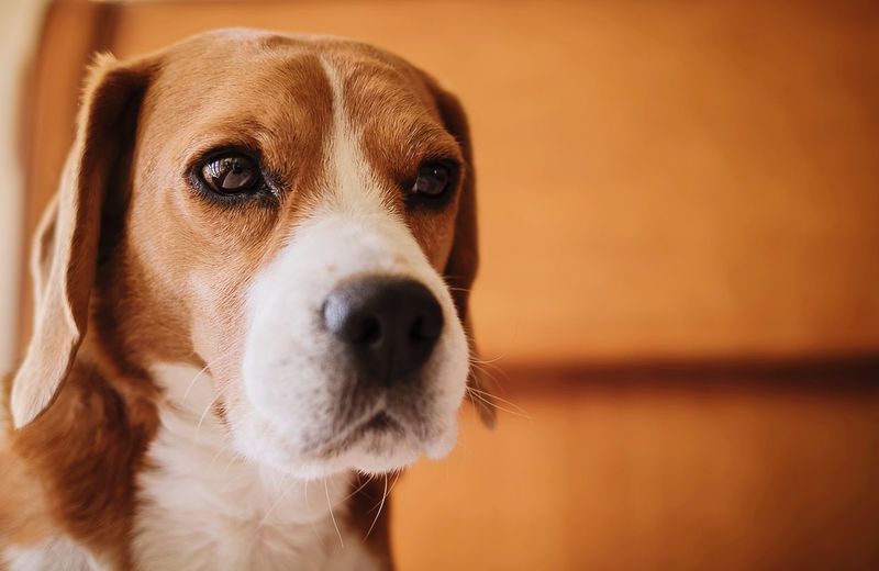 Close-up portrait of dog