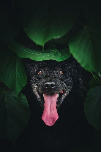Portrait of black dog peaking out of leaves
