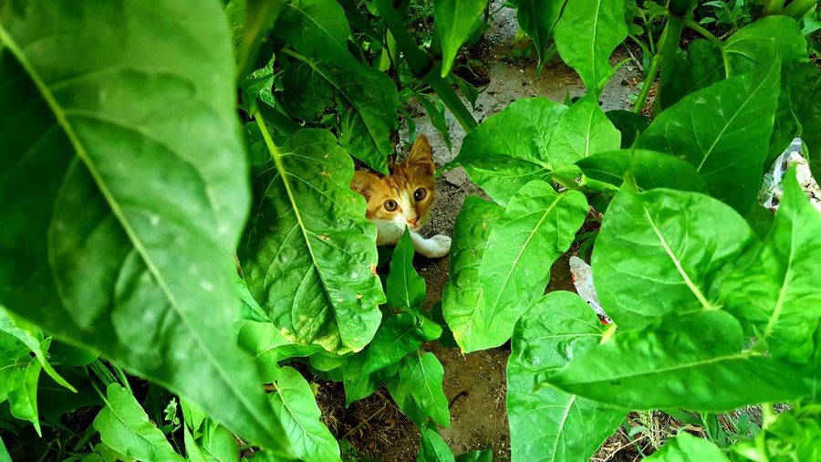 Cat hiding outdoors
