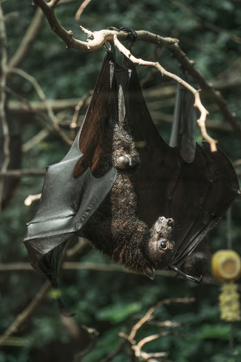 Close-up of bat on tree