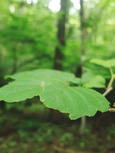 Close-up of plant leaf
