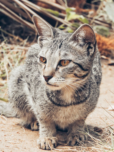 Close-up portrait of tabby cat on field