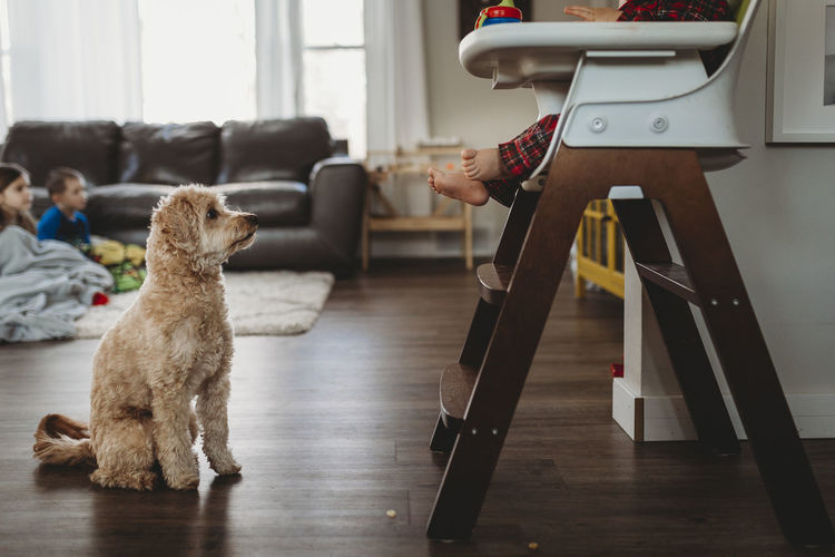 Pet dog begging for food below toddler sitting in highchair