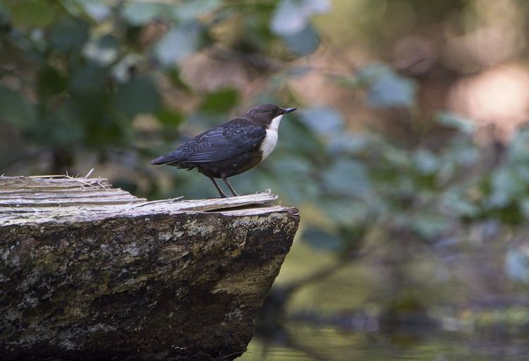 Close-up of bird perching on wood - dipper