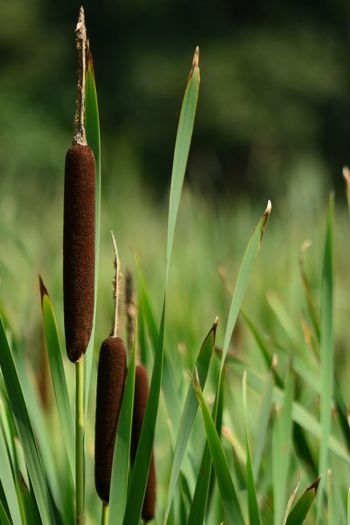 Close-up cattail plants on field