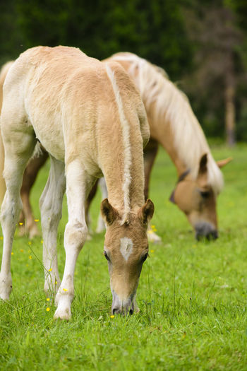 Young horse with blonde hair on meadow
