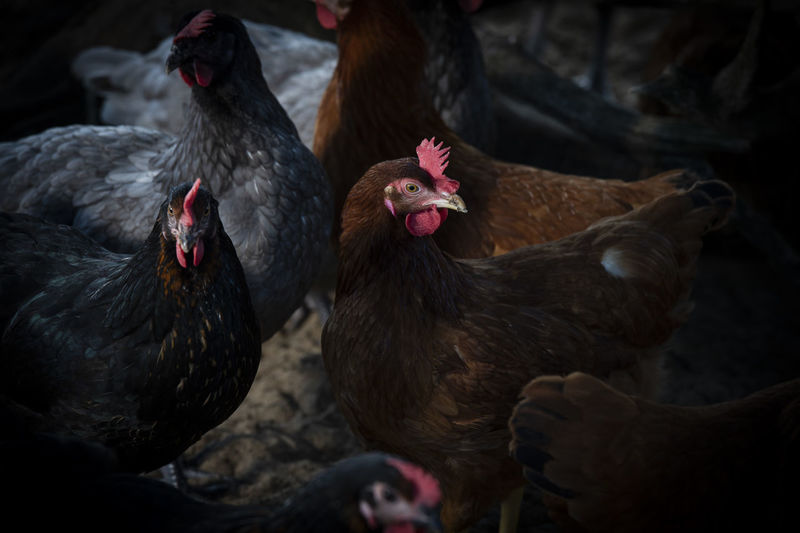 Full frame shot of hen in barn