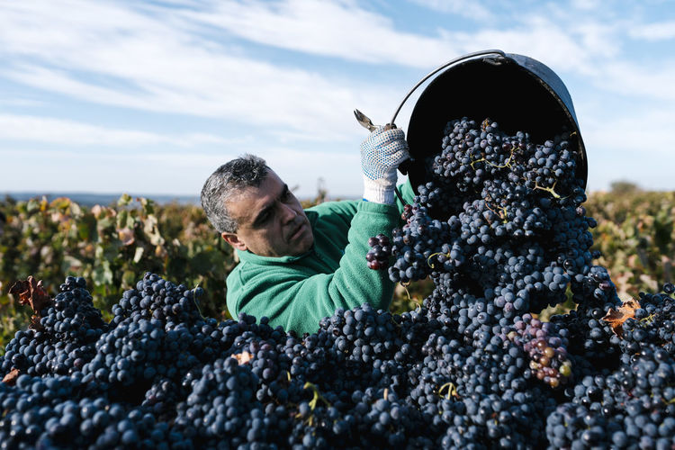 Mature male farmer pouring black grapes into trailer in vineyard