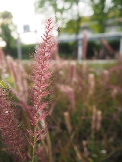 Close-up of flowers against blurred background