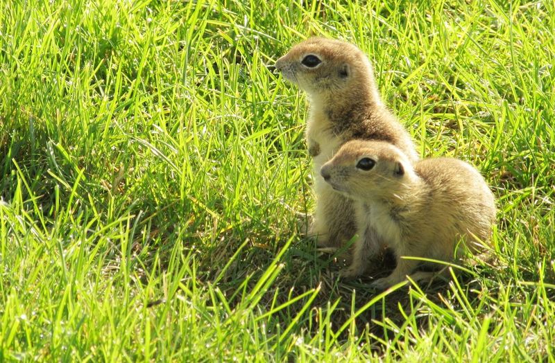 Squirrels on grassy field