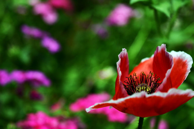 Close-up of poppy flower blooming in park