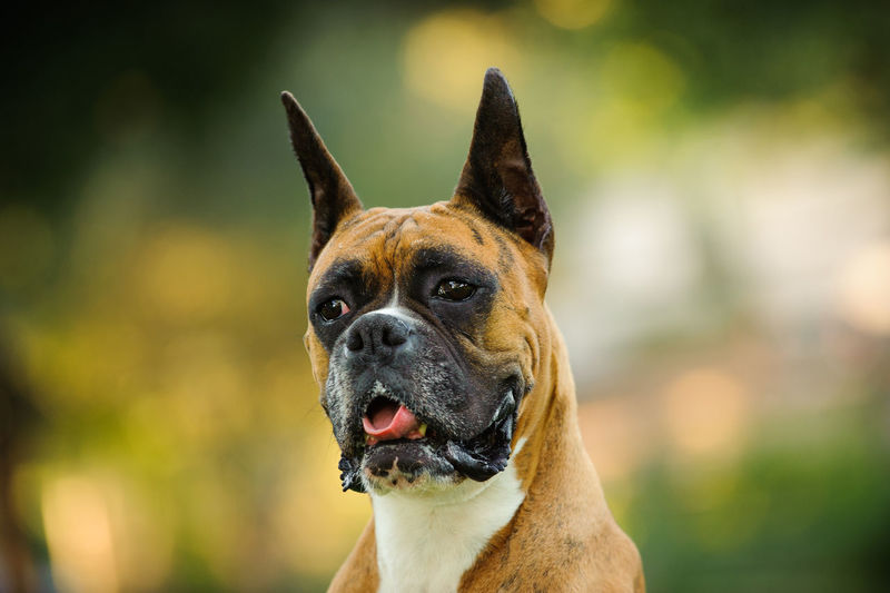 Close-up of boxer dog looking away outdoors
