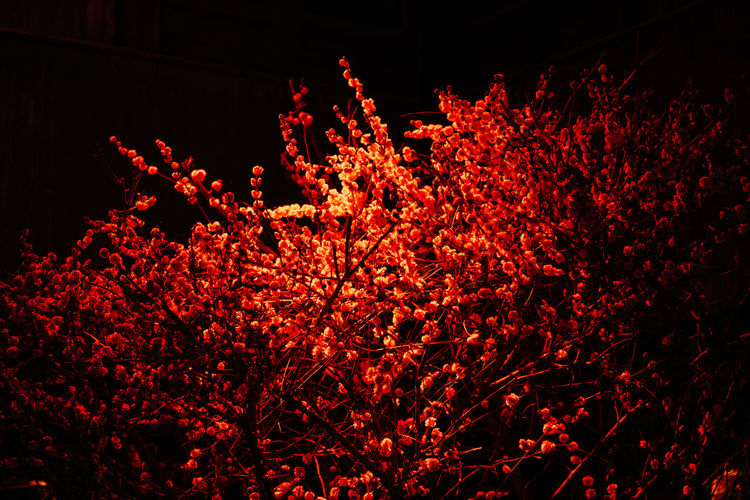 Low angle view of red flowering plants at night