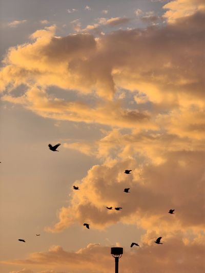 Birds flying into the sunset
