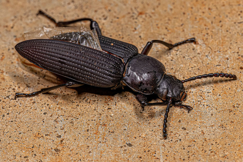 Close-up of insect