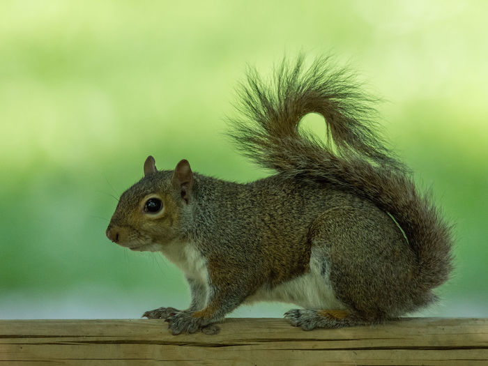 Close-up of squirrel on tree, green background