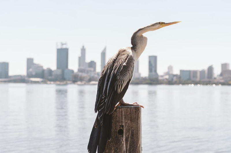 Bird perching on wooden post by river in city