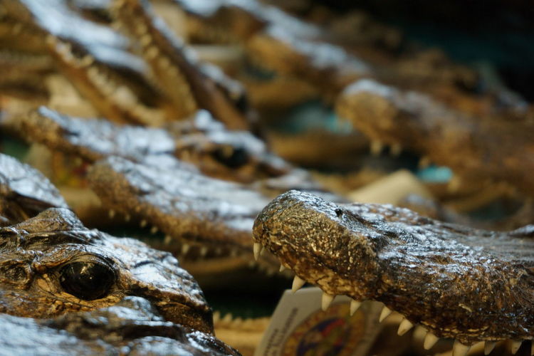 Full frame shot of alligators outdoors