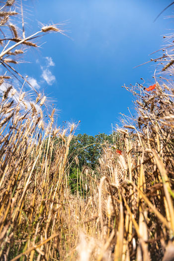 Low angle view of stalks in field against blue sky