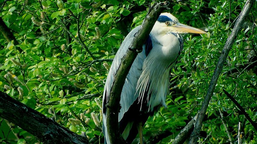 Great blue heron perching on branch with leaves in background