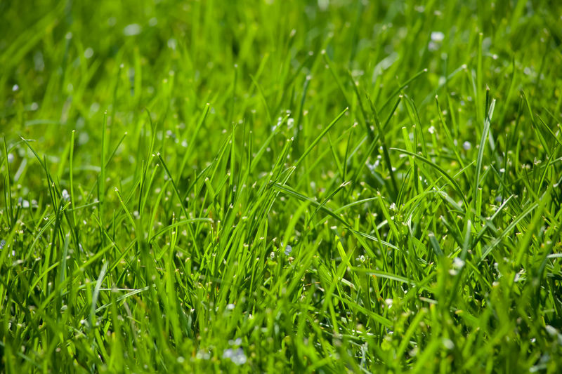 Full frame shot of wet grass on field