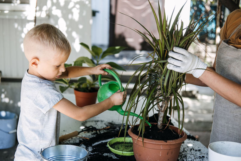 Spring houseplant care, repotting houseplants. happy little kid boy planting houseplants in pots