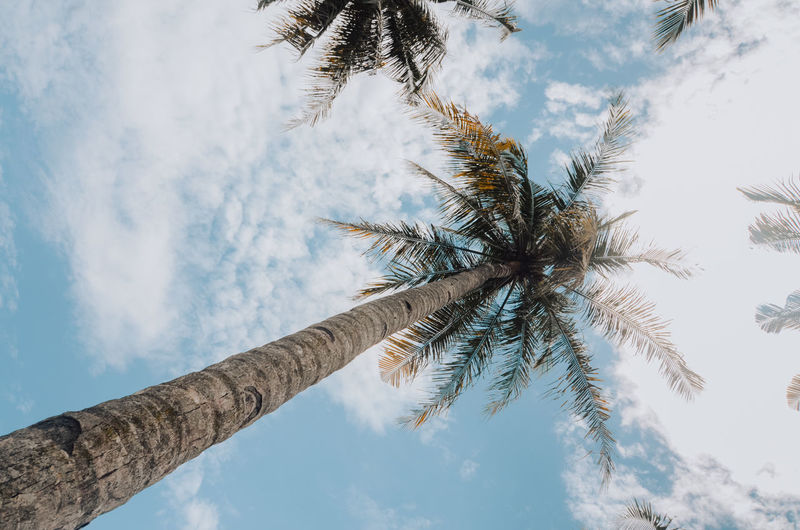 Low angle view of palm trees against cloudy sky