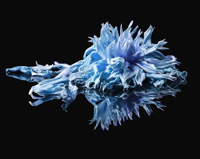 Blue flower against black background
