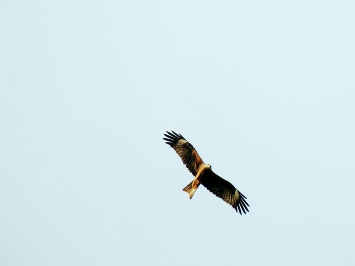 Low angle view of eagle flying in clear sky