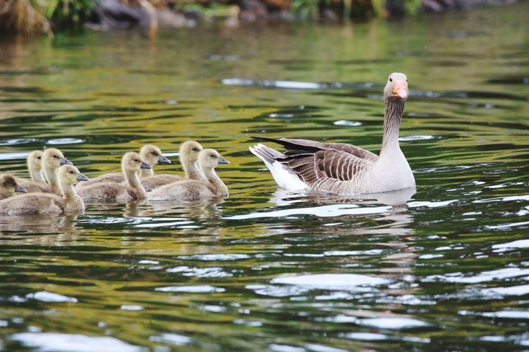 Ducks swimming in lake