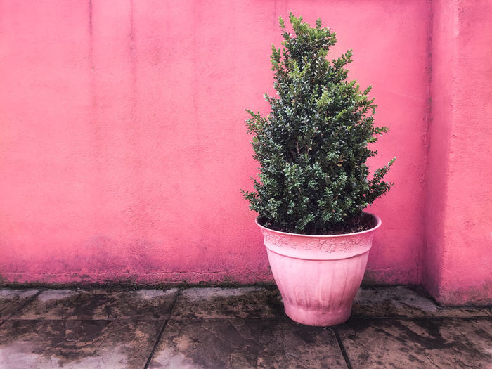 Potted plant by pink wall