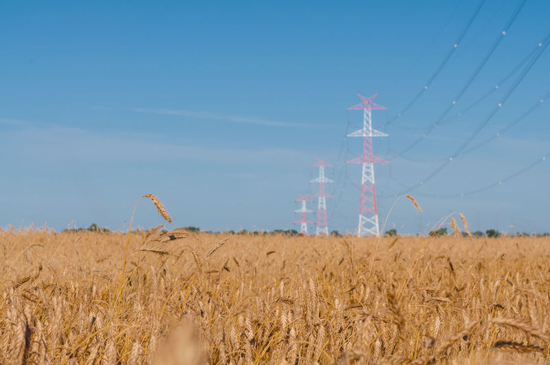 Wheat field against blue sky
