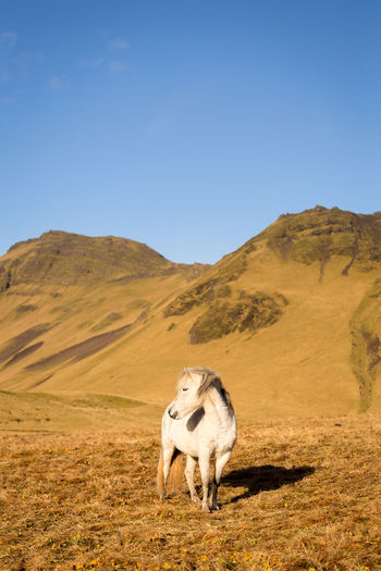 Horse grazing on grass against mountain