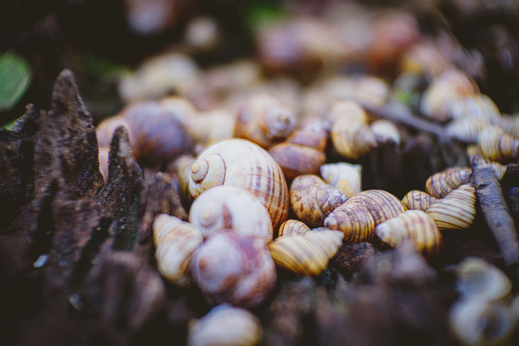 Close-up of shells on tree