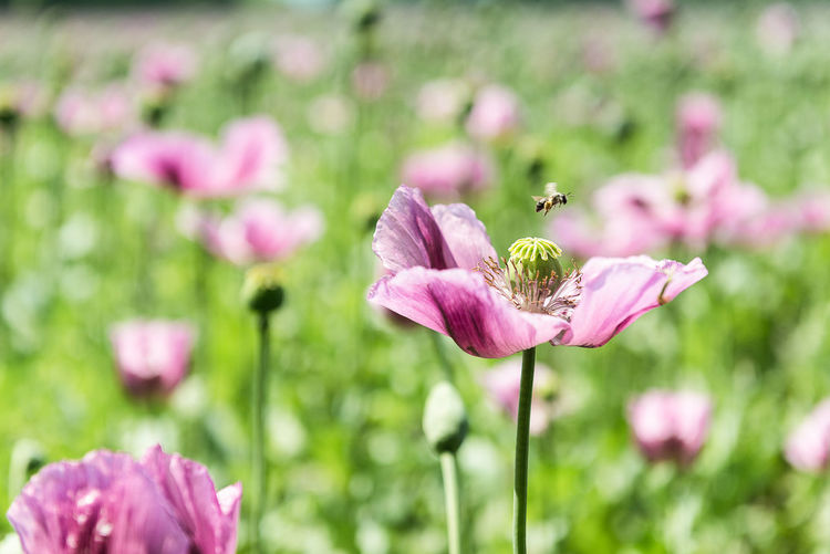 Close-up of pink flower blooming outdoors