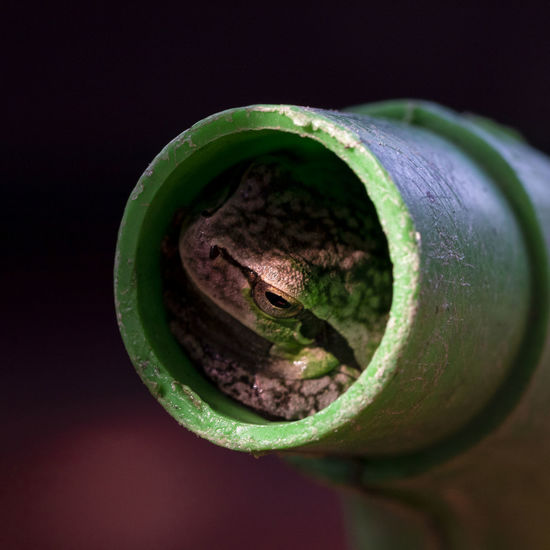 Close-up of frog in watering can