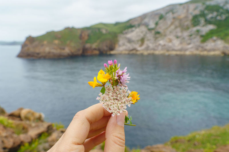 Close-up of hand holding plant against sea