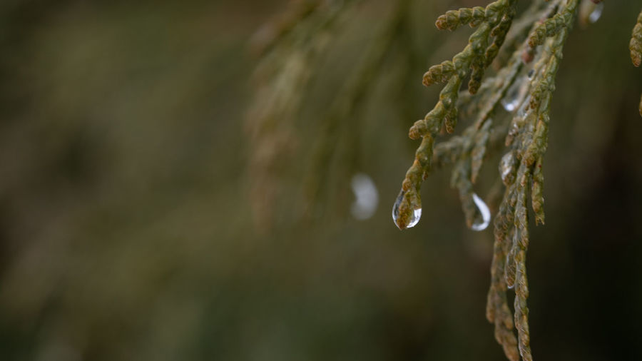 Close-up of pine tree thaw during spring