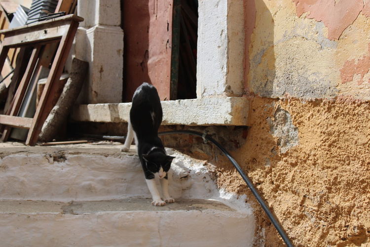Black and white cat stretching on stairs in greece